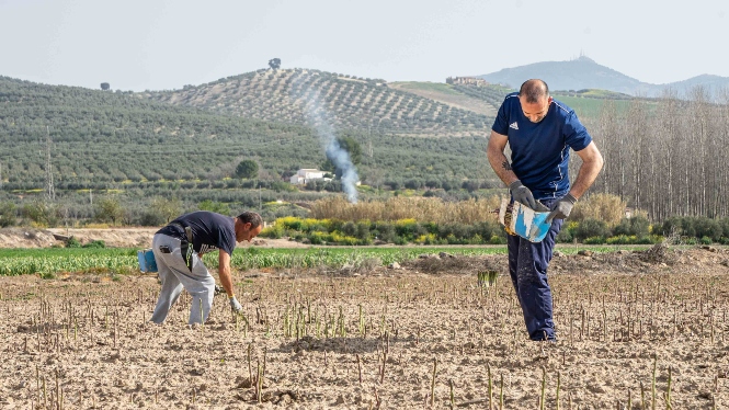 Recogida de espárragos (FAECA)