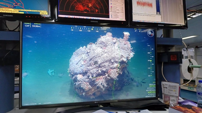 Arrecife de ostras. Imagen obtenida con el ROV “Luso” de uno de los arrecifes de ostras que constituyen un nuevo hábitat en el margen norte del mar de Alborán (UGR)