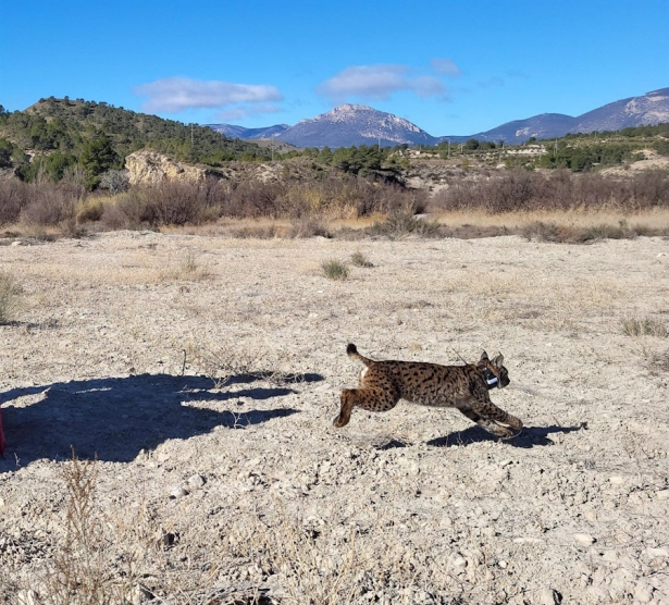 Una foto de Uri, el lince fallecido (CARM) Una foto de Uri, el lince fallecido (CARM)
