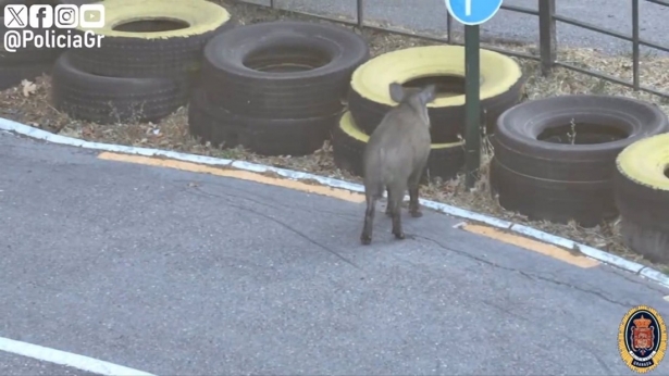 Jabalí en el entorno de la Huerta del Rasillo, en una captura de un vídeo difundido por la Policía Local de Granada (PERFIL DE LA POLICÍA LOCAL EN LA RED SOCIAL `X`)