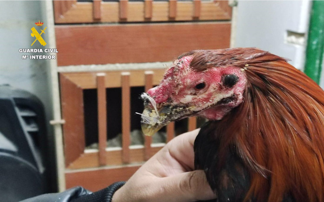 Gallo de pelea con heridas tras la operación Decapio (GUARDIA CIVIL)