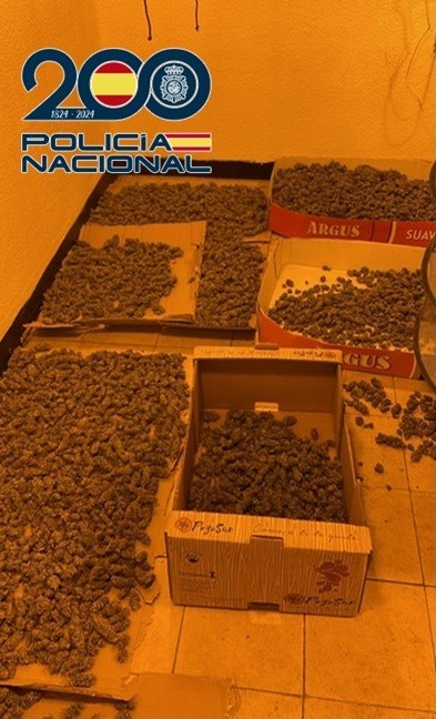 Cogollos de marihuana incautados (POLICIA NACIONAL)