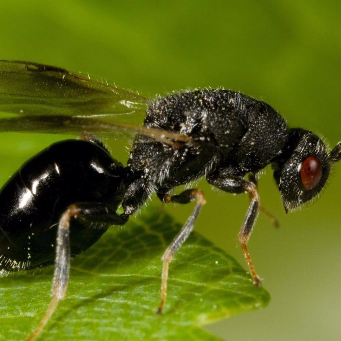 Avispilla del almendro (COAG)