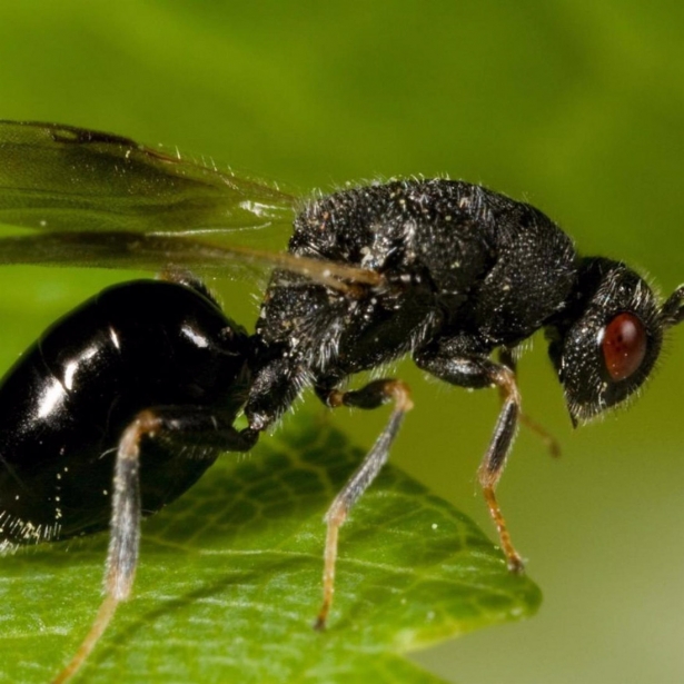 Avispilla del almendro (COAG) Avispilla del almendro (COAG)