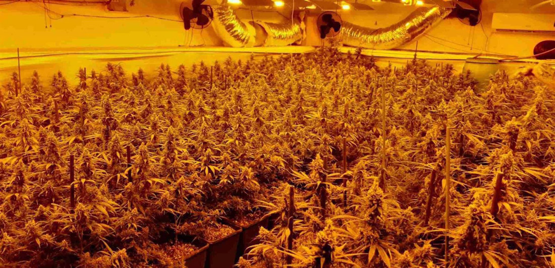 Plantación de marihuana indoor con enganches eléctricos ilegales, en imagen de archivo (ENDESA)