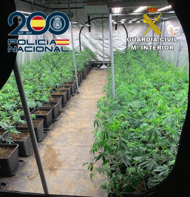 Plantación de marihuana (POLICÍA NACIONAL)