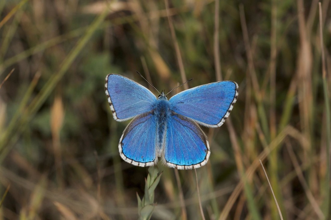 Una mariposa, en imagen de archivo (AYUNTAMIENTO DE GECHO)