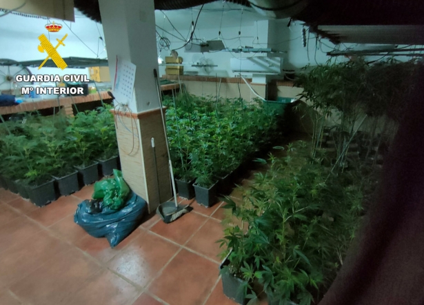Marihuana intervenida (GUARDIA CIVIL) Marihuana intervenida (GUARDIA CIVIL)