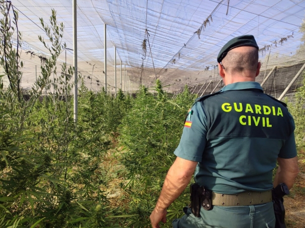 Descubiertas 550 plantas de marihuana en un invernadero de Jayena (GUARDIA CIVIL) Descubiertas 550 plantas de marihuana en un invernadero de Jayena (GUARDIA CIVIL)