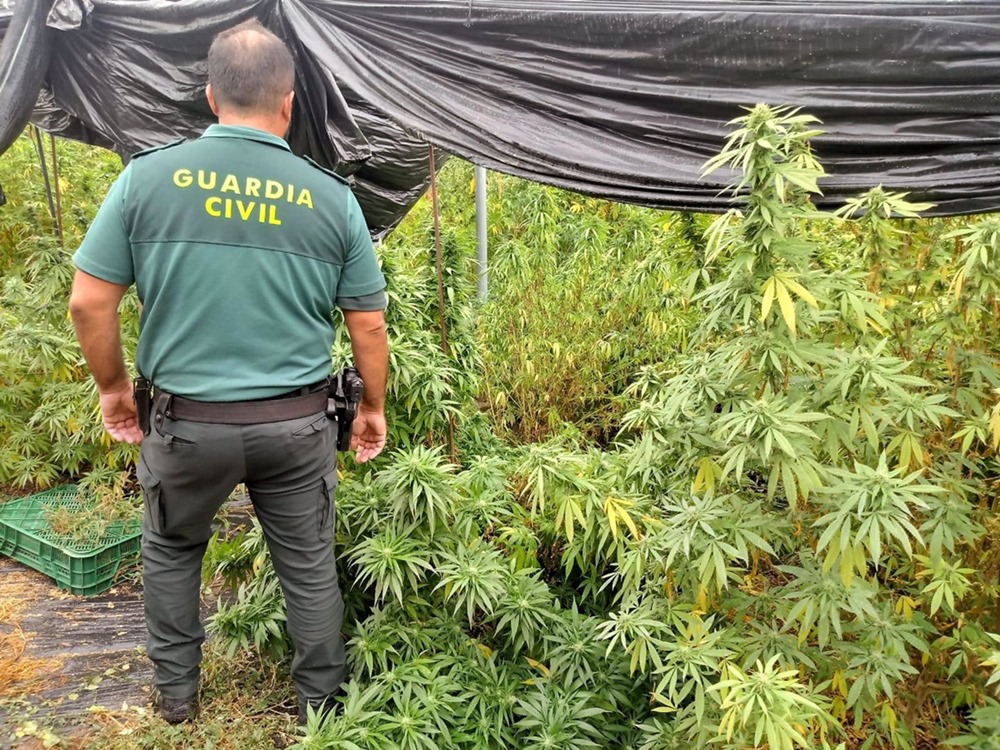 Agente de la Guardia Civil junto a una plantación de marihuana, en una imagen de archivo. (GUARDIA CIVIL)