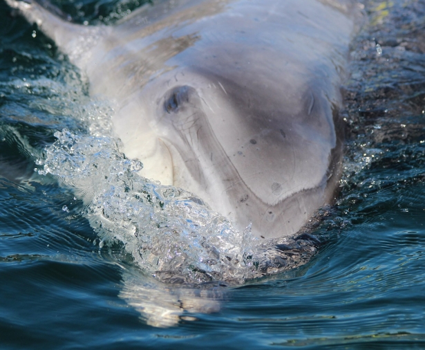 Delfín en imagen de archivo (CEMMA) Delfín en imagen de archivo (CEMMA)