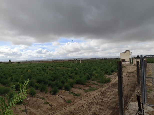 (AYUNTAMIENTO PINOS PUENTE)