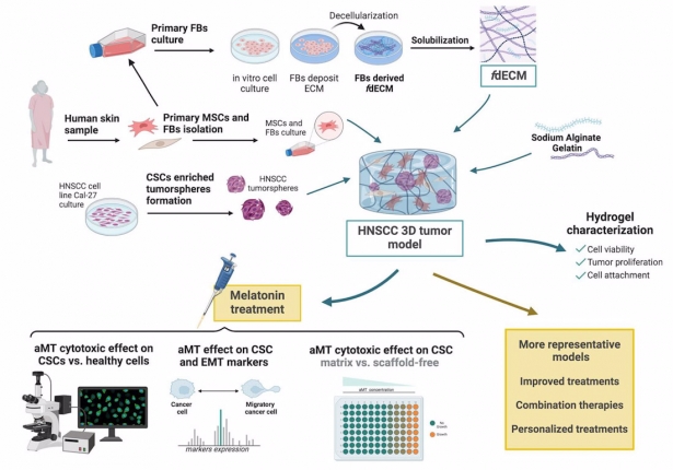 Científicos desarrollan modelos 3D de tumores para poner a prueba tratamientos y fármacos contra el cáncer (UNIVERSIDAD DE GRANADA) Científicos desarrollan modelos 3D de tumores para poner a prueba tratamientos y fármacos contra el cáncer (UNIVERSIDAD DE GRANADA)