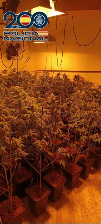 Plantación de marihuana intervenida por la Policia Nacional (POLICIA ANCIONAL)