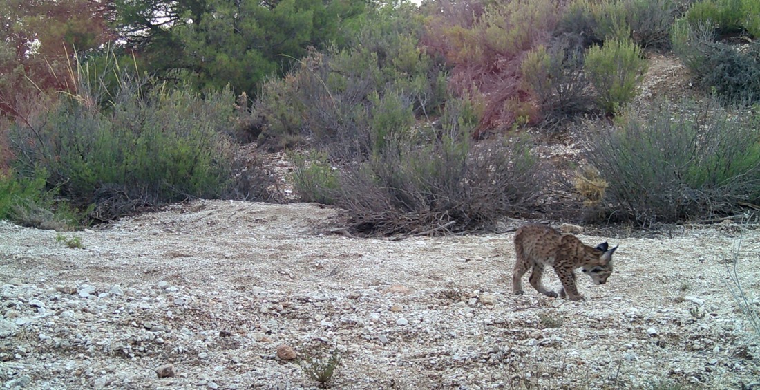 Cachorro de lince en SIerra Arana (JUNTA)