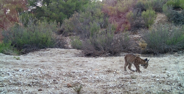 Cachorro de lince en SIerra Arana (JUNTA) Cachorro de lince en SIerra Arana (JUNTA)