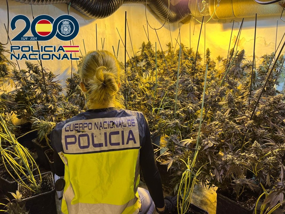 Plantación de marihuana (POLICÍA NACIONAL)