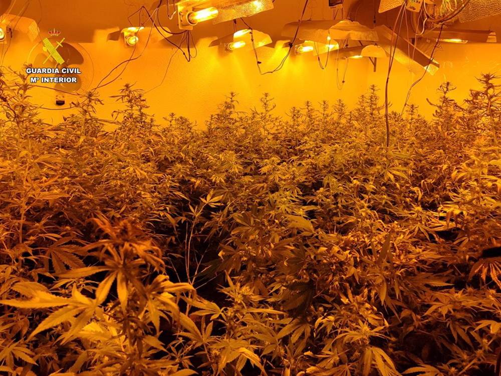 Imagen de archivo de una plantación de marihuana desmantelada por Guardia Civil (GUARDIA CIVIL)