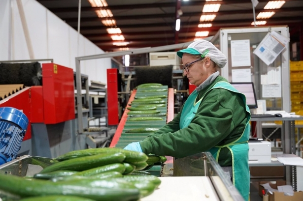 Procam, con hasta 18 millones de facturación, gana presencia en mercados europeos con su producción eco. (JUNTA DE ANDALUCÍA)