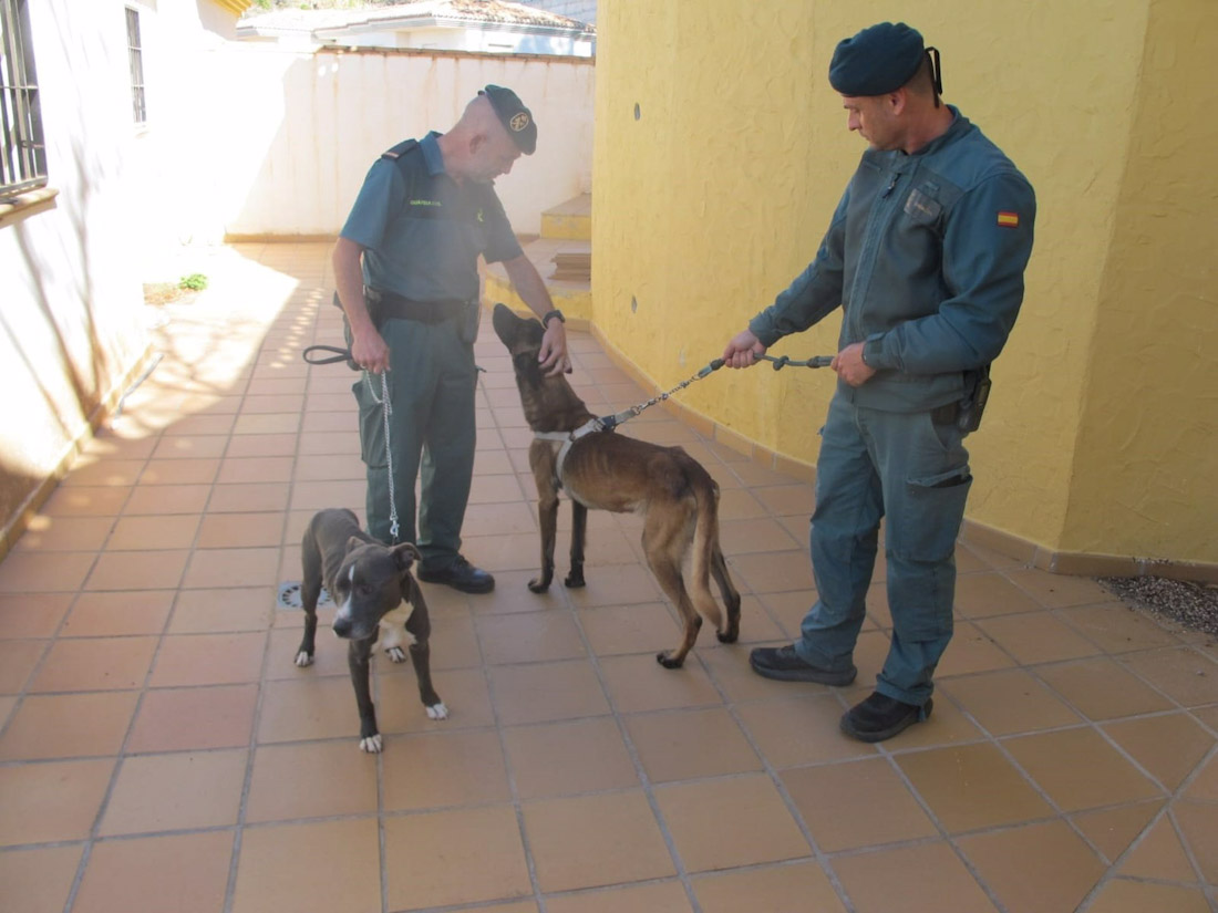 Perros abandonados en una casa okupa de Almuñécar (GUARDIA CIVIL)
