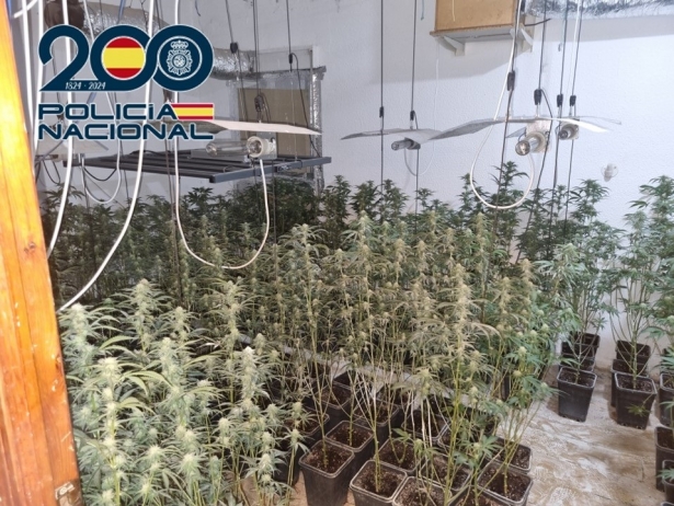 Plantación de marihuana (POLICIA NACIONAL) Plantación de marihuana (POLICIA NACIONAL)