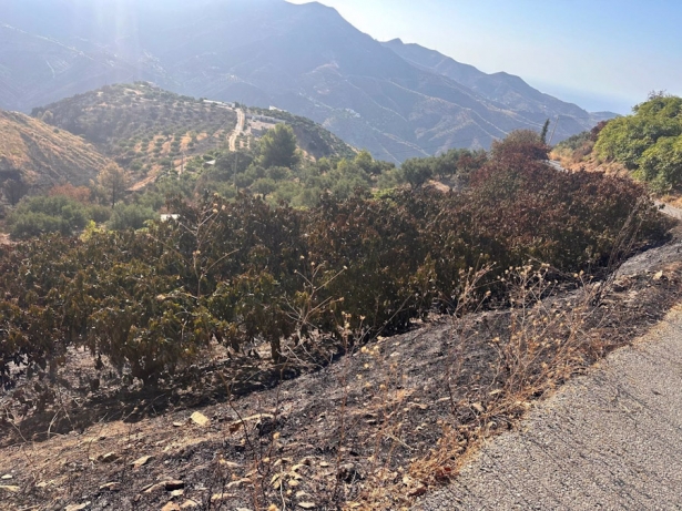 Zona afectada por el incendio de Almuñécar, en imagen de archivo (PSOE GRANADA)