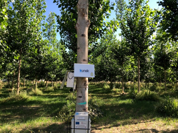 Chopos (LIFEWOOD FOR FUTURE)