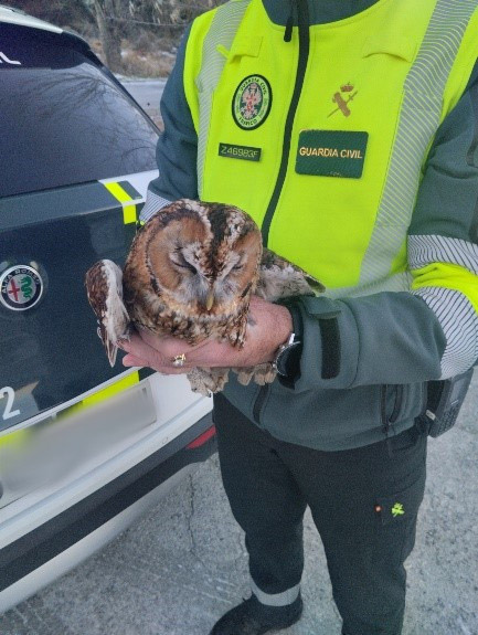 Un agente de la Guardia civil con el ave rescatada (GUARDIA CIVIL)