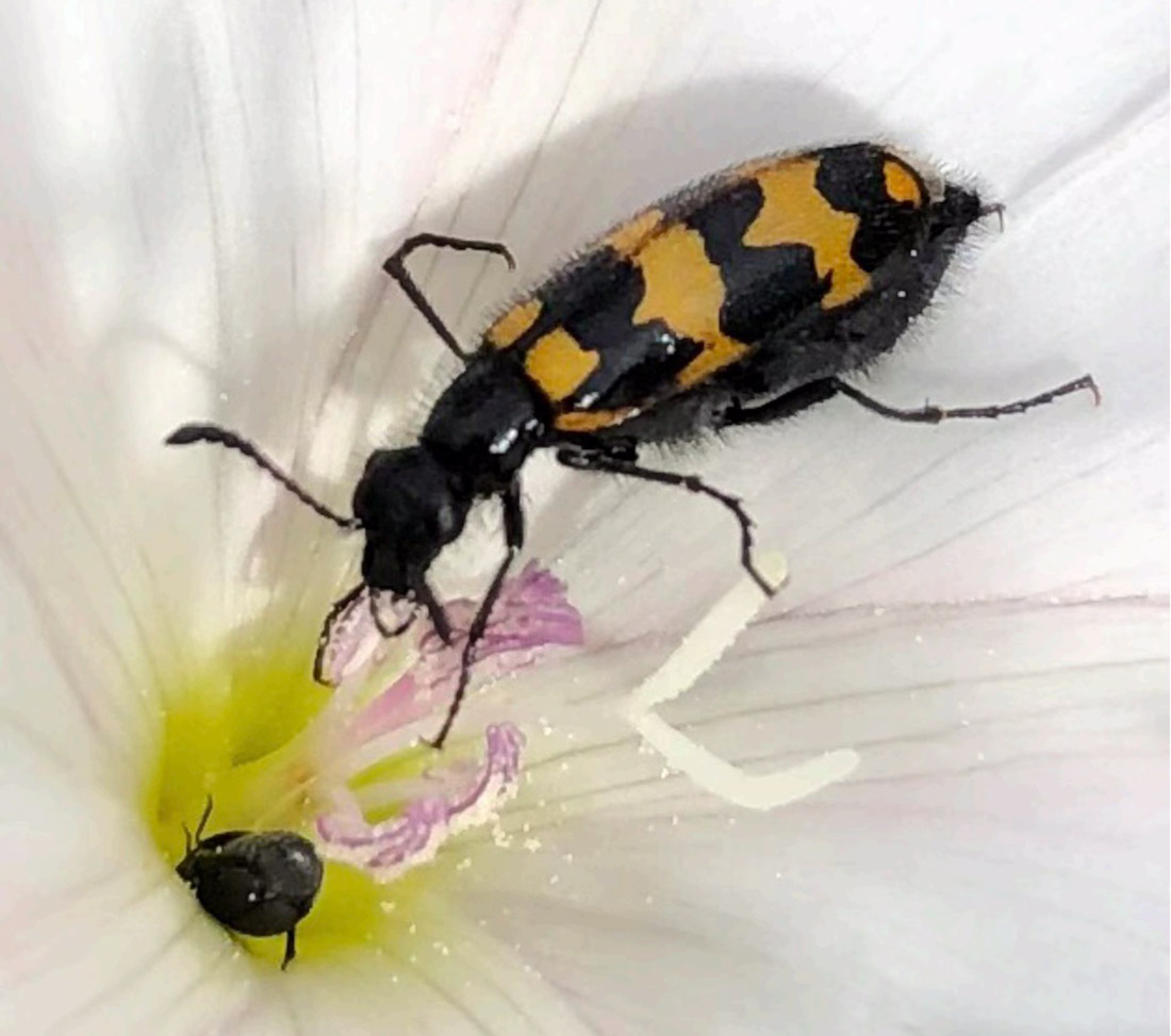 Mylabris nevadensis (UGR)