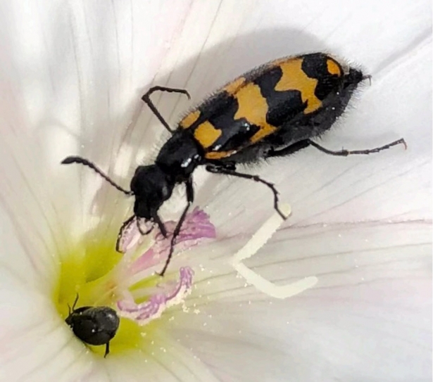 Mylabris nevadensis (UGR)