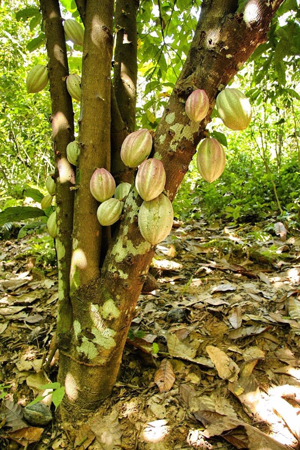 Cultivo de cacao. (EEZ-CSIC)
