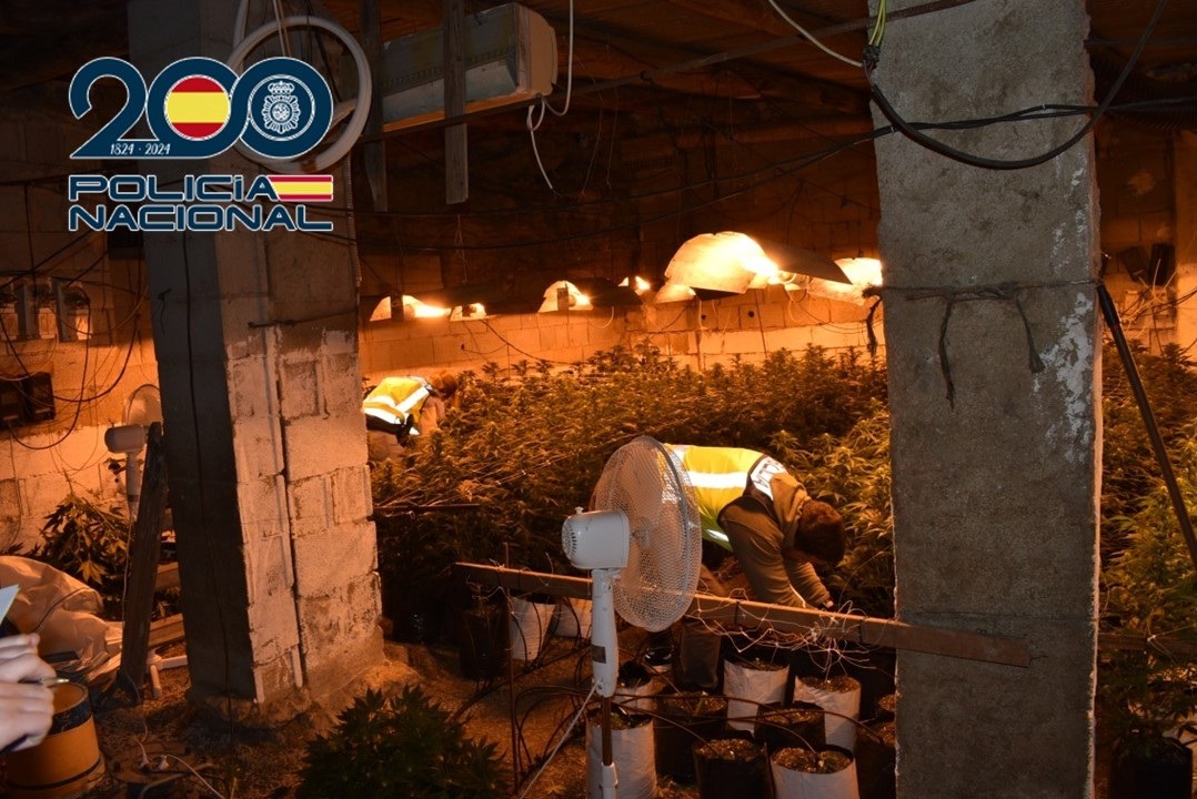 Plantación desmantelada (POLICIA NACIONAL)