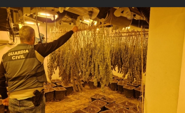 Plantación de marihuana desarticulada (GUARDIA CIVIL) Plantación de marihuana desarticulada (GUARDIA CIVIL)