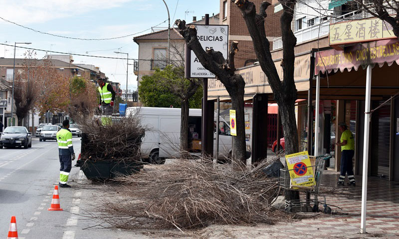 Poda de árboles en Albolote (AYTO. ALBOLOTE)