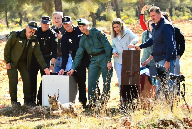 Suelta de los linces ibéricos (JUNTA) Suelta de los linces ibéricos (JUNTA)