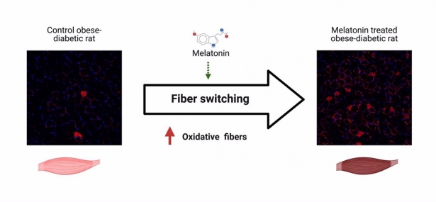 Imágenesde fibras oxidativas (en rojo) de la musculatura de ratas obesas y diabéticas. A la izquierda, se observa la reducción en un ejemplar sin tratamiento. A la derecha, se aprecia el aumento de las mismas en una rata tratada con melatonina (UGR)