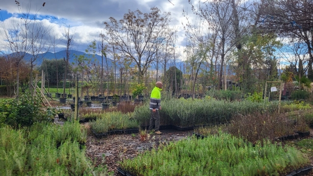 Imagen de la reforestación del anillo verde (UNEI( Imagen de la reforestación del anillo verde (UNEI(