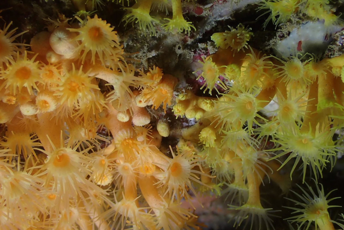 Descubren nuevas especies de coral en la Costa de Granada (AYUNTAMIENTO DE GUALCHOS-CASTELL DE FERRO)