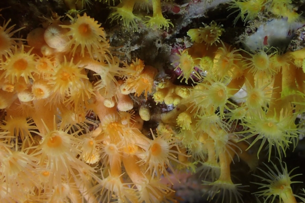 Descubren nuevas especies de coral en la Costa de Granada (AYUNTAMIENTO DE GUALCHOS-CASTELL DE FERRO)