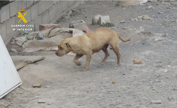 Imagen de un perro abandonado en Alhendín (GUARDIA CIVIL)