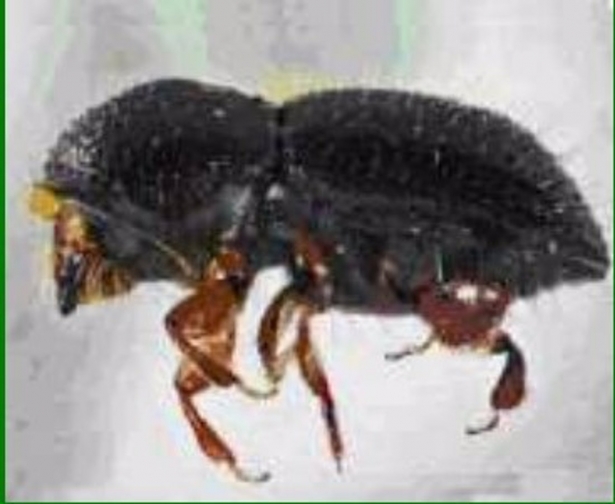 Euwallacea fornicatus. (JUNTA DE ANDALUCÍA/ARCHIVO)