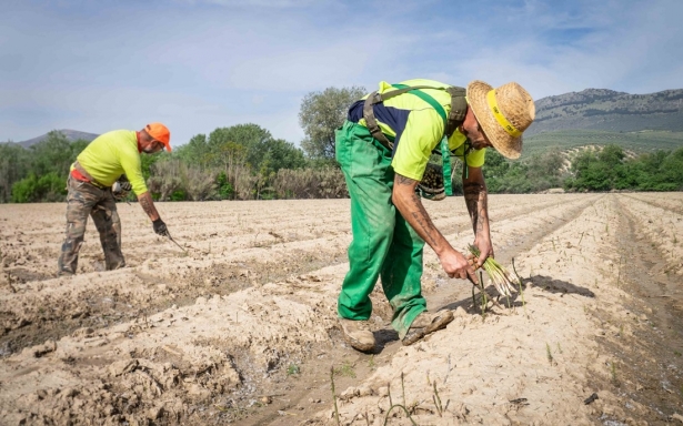 Recogida del espárrago verde  (FAECA)