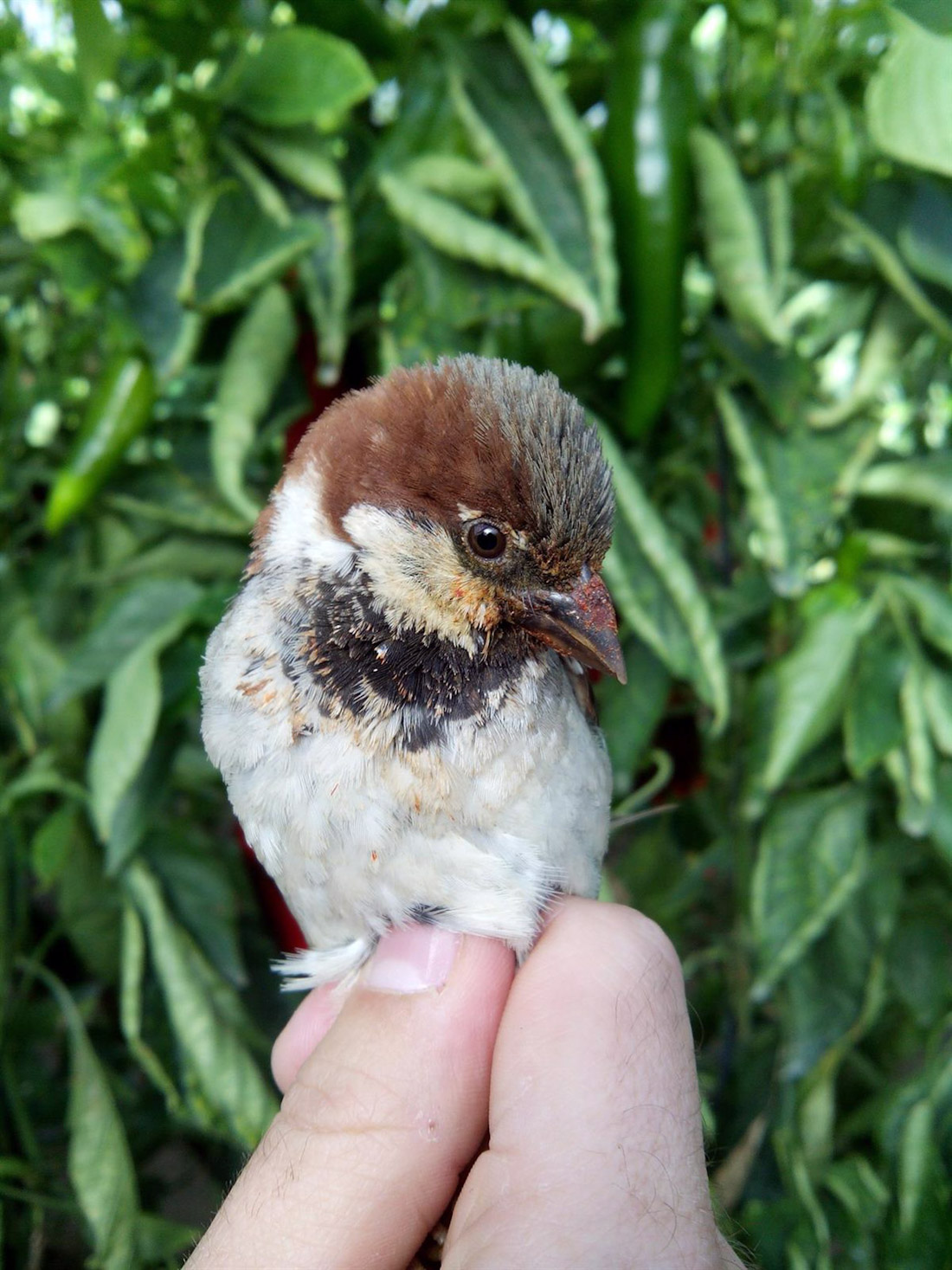 Gorrión en un cultivo (UGR)