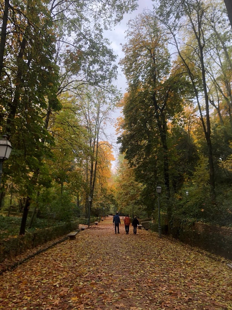 Bosque de Gomérez, en la Alhambra. Archivo (DAVID TINAUT)