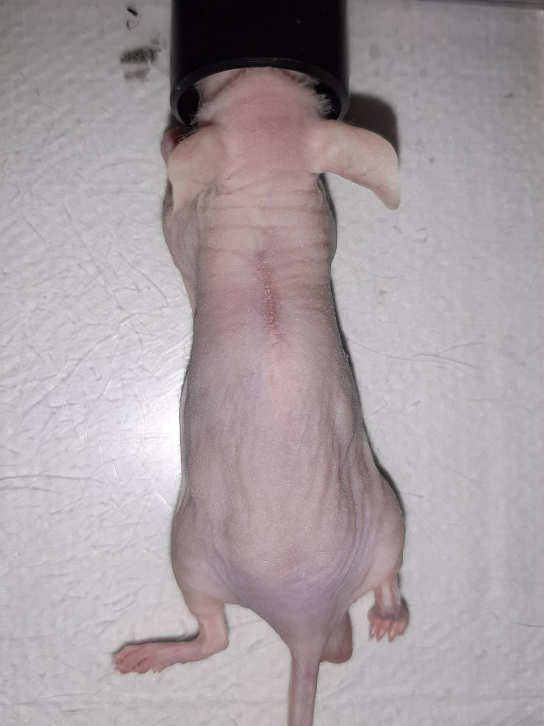 Trabajo con modelo animal para la creación de BT Skin (UGR)