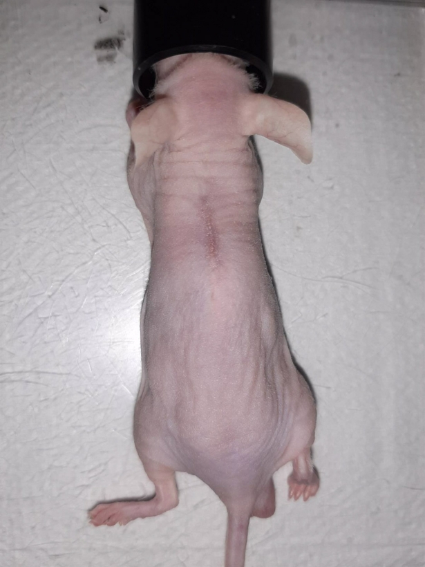 Trabajo con modelo animal para la creación de BT Skin (UGR)