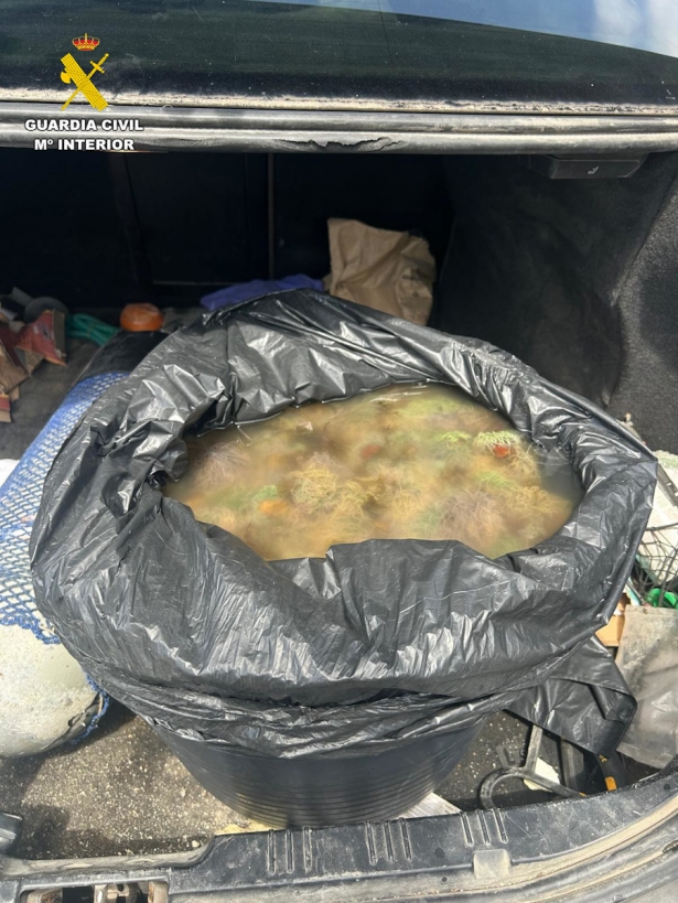 Anémonas de mar recuperadas (GUARDIA CIVIL) Anémonas de mar recuperadas (GUARDIA CIVIL)