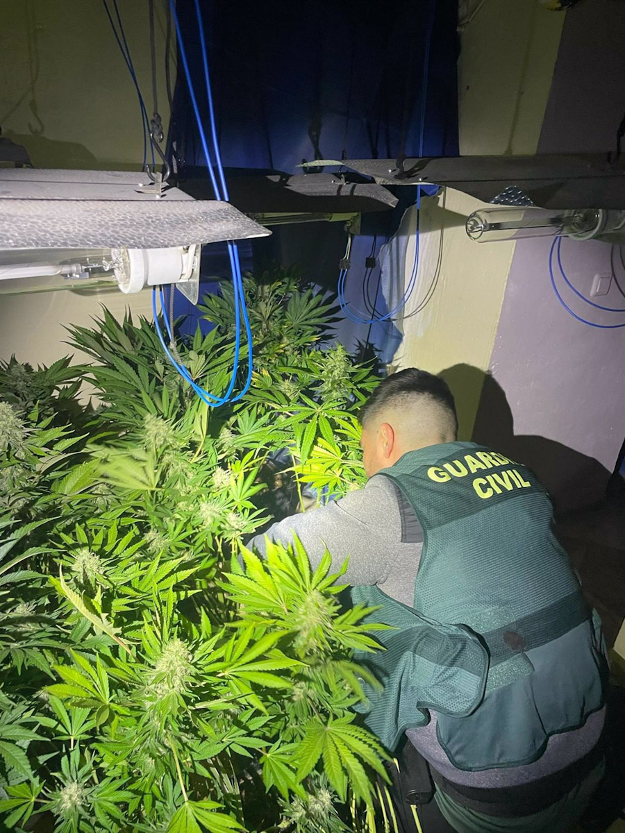 Plantación de marihuana desmantelada por la Guardia Civil (GUARDIA CIVIL)