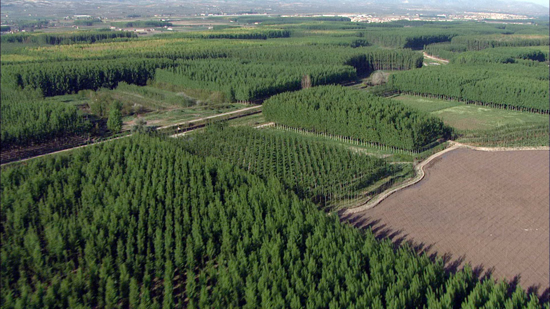 Chopera en los márgenes del Genil (LIFEWOOD FOR FUTURE)