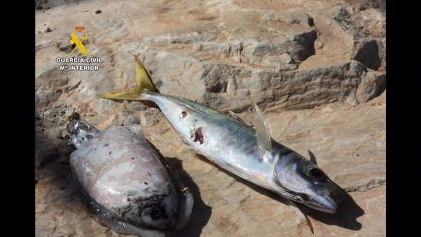 Peces intervenidos por la Guardia Civil en la operación contra la pesca ilegal (GUARDIA CIVIL) Peces intervenidos por la Guardia Civil en la operación contra la pesca ilegal (GUARDIA CIVIL)